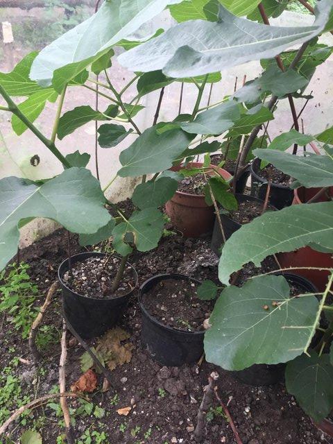 Image 3 of Fig Trees various sizes available
