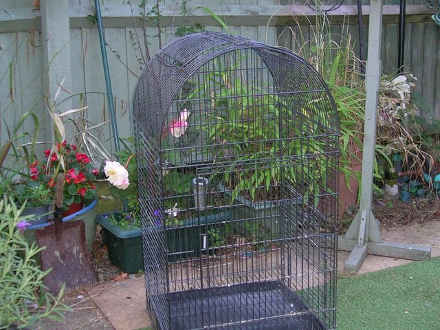 Image 3 of Parrot cage was used to house budgies but is a parrot cage..