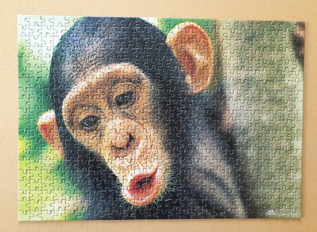 Image 2 of 500 piece JIGSAW by BBC EARTH called CHIMPANZEE. ONLY BEEN D
