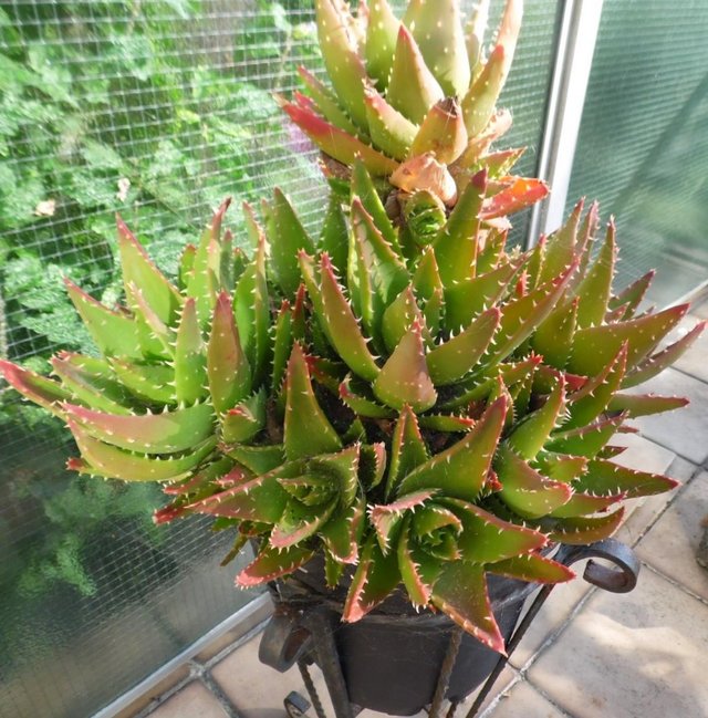 Preview of the first image of Large Cactus - Aloe Brevifolia.