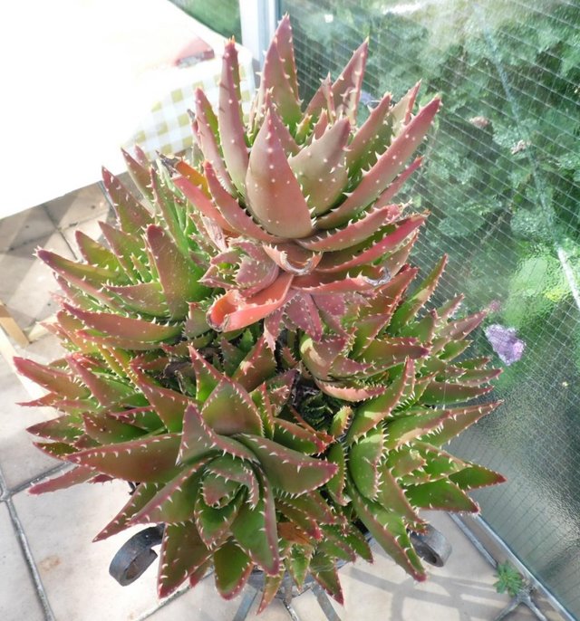 Image 2 of Large Cactus - Aloe Brevifolia