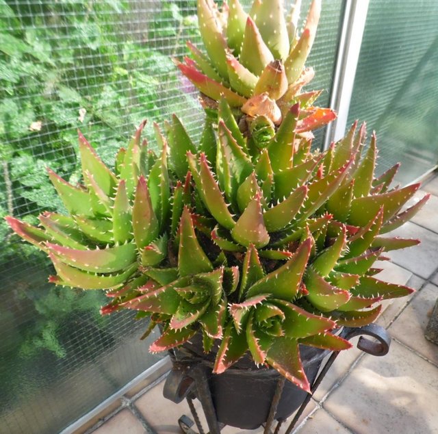 Image 3 of Large Cactus - Aloe Brevifolia