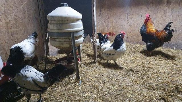 Preview of the first image of SOLD Pure Bred Lakenvelder Hens for sale!.