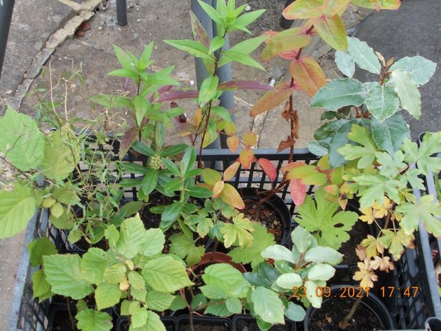 Preview of the first image of Hardy Plants and Tree Saplings from 50p to £2 each.