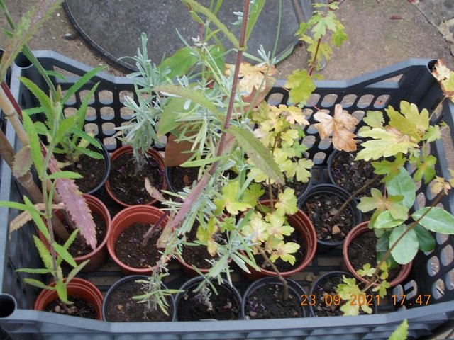 Image 2 of Hardy Plants and Tree Saplings from 50p to £2 each