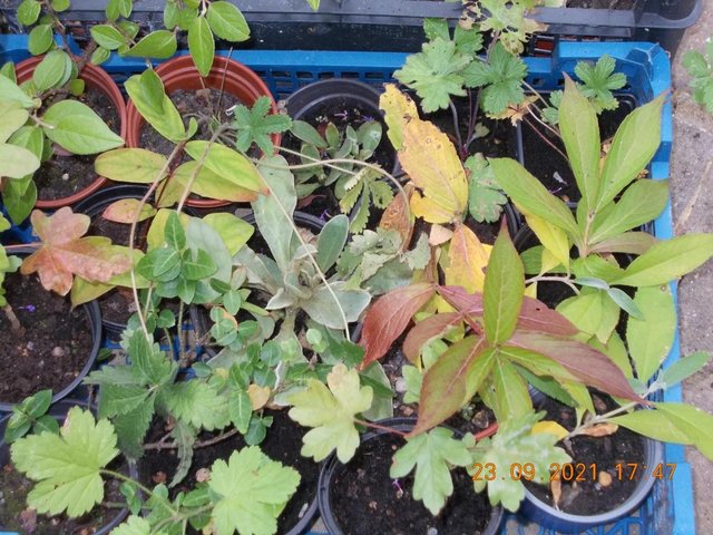 Image 3 of Hardy Plants and Tree Saplings from 50p to £2 each