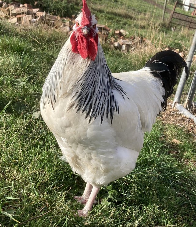 Image 2 of Light Sussex large fowl cockerel 7 months