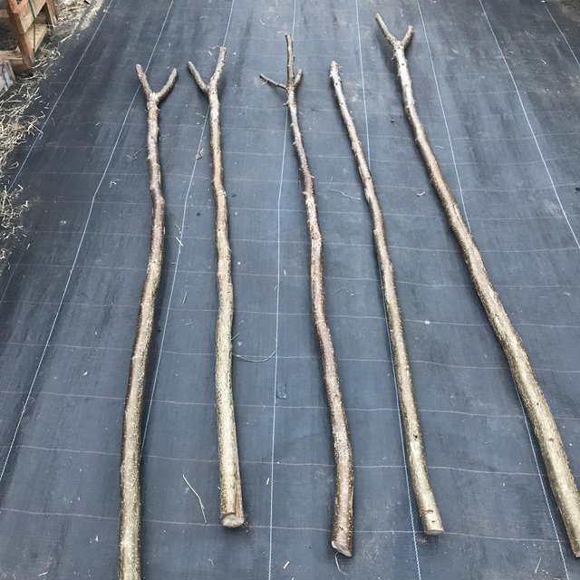 Preview of the first image of Hazel shafts for walking sticks or weaving etc.
