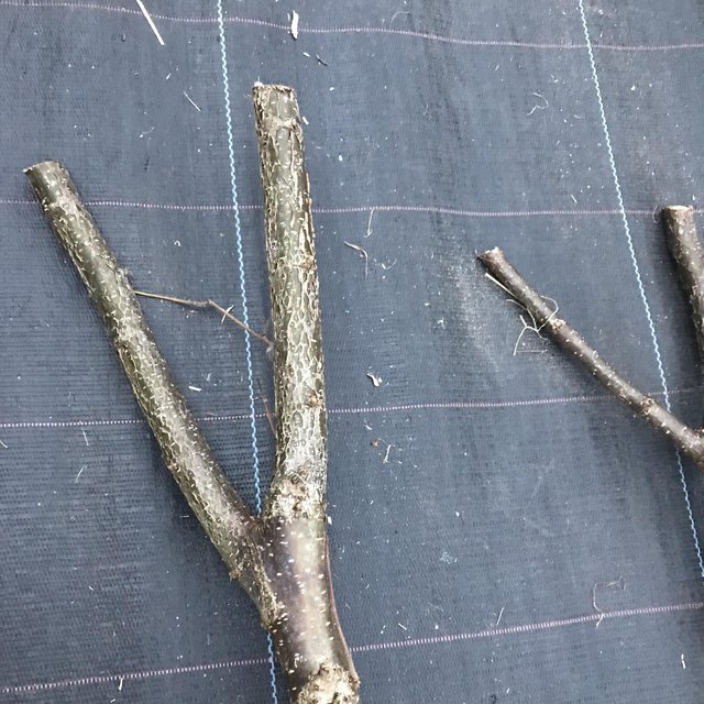 Image 3 of Hazel shafts for walking sticks or weaving etc