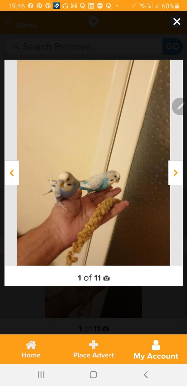 Image 3 of Hand tamed human friendly baby budgies