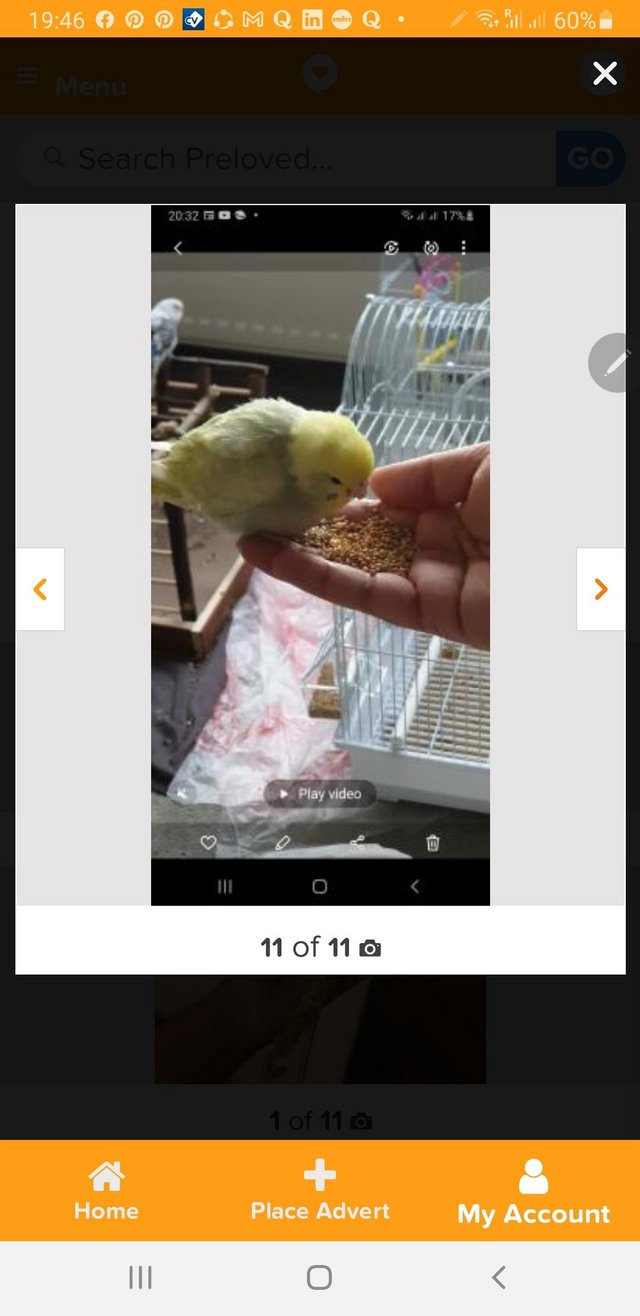 Image 4 of Hand tamed human friendly baby budgies