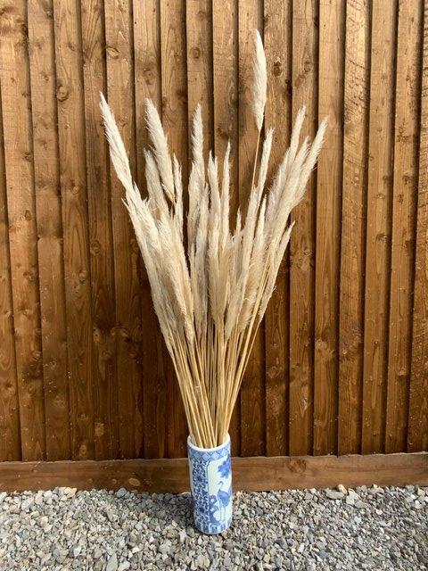 Preview of the first image of Pampas grass dried stems length tall 145 cm - 180 cm.