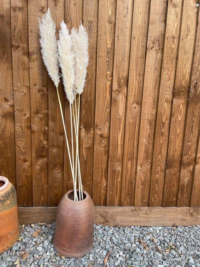 Preview of the first image of Fluffy dried pampas grass natural 120-140 cm stems homeware.