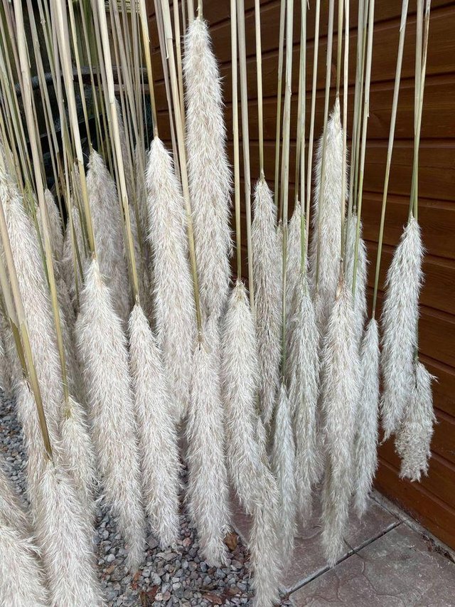 Image 2 of Fluffy dried pampas grass natural 120-140 cm stems homeware