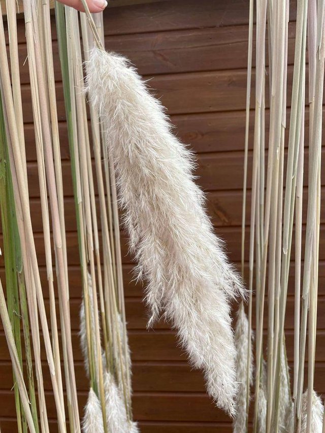 Image 3 of Fluffy dried pampas grass natural 120-140 cm stems homeware