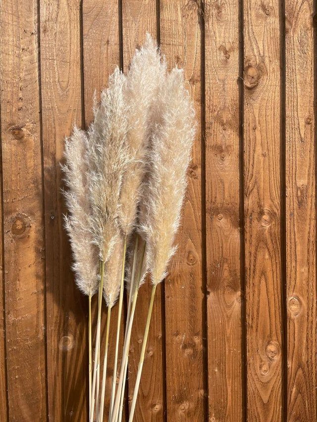 Preview of the first image of New season dried super fluffy pampas grass £8 140-180cm.