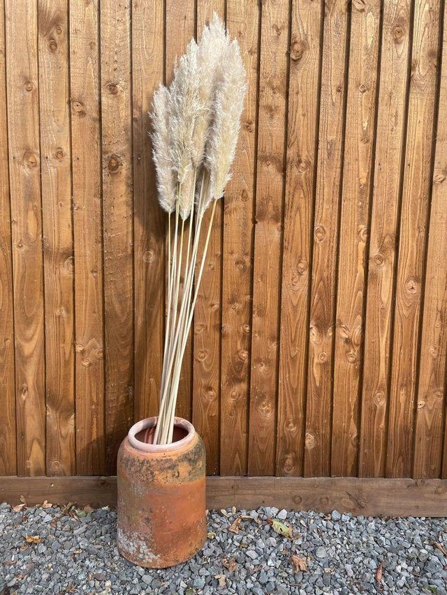 Image 2 of New season dried super fluffy pampas grass £8 140-180cm
