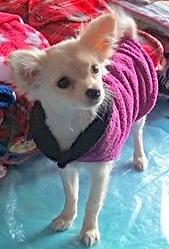 Image 5 of Dog Coats- Millie bespoke dog coats