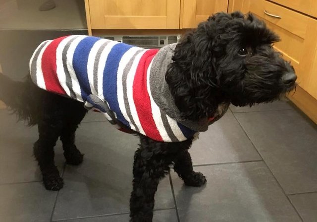 Image 6 of Dog Coats- Millie bespoke dog coats