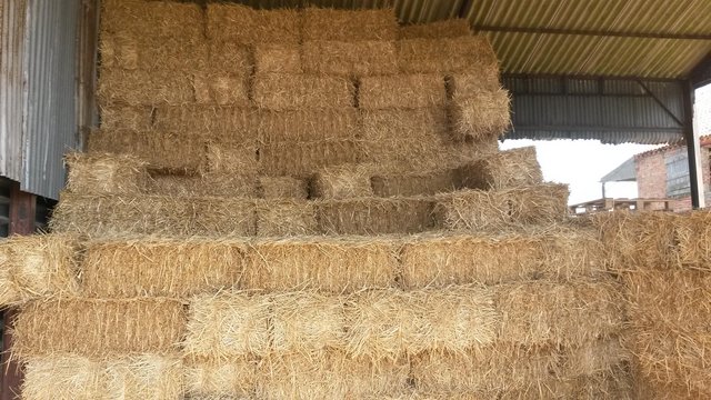 Preview of the first image of Small bale Straw.......................