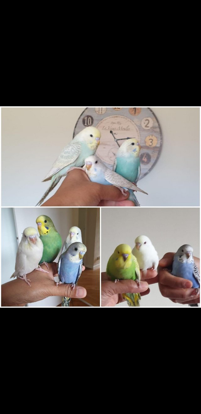 Preview of the first image of Hand tamed human friendly baby budgies.