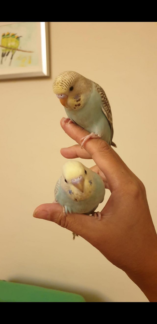 Image 6 of Hand tamed human friendly baby budgies