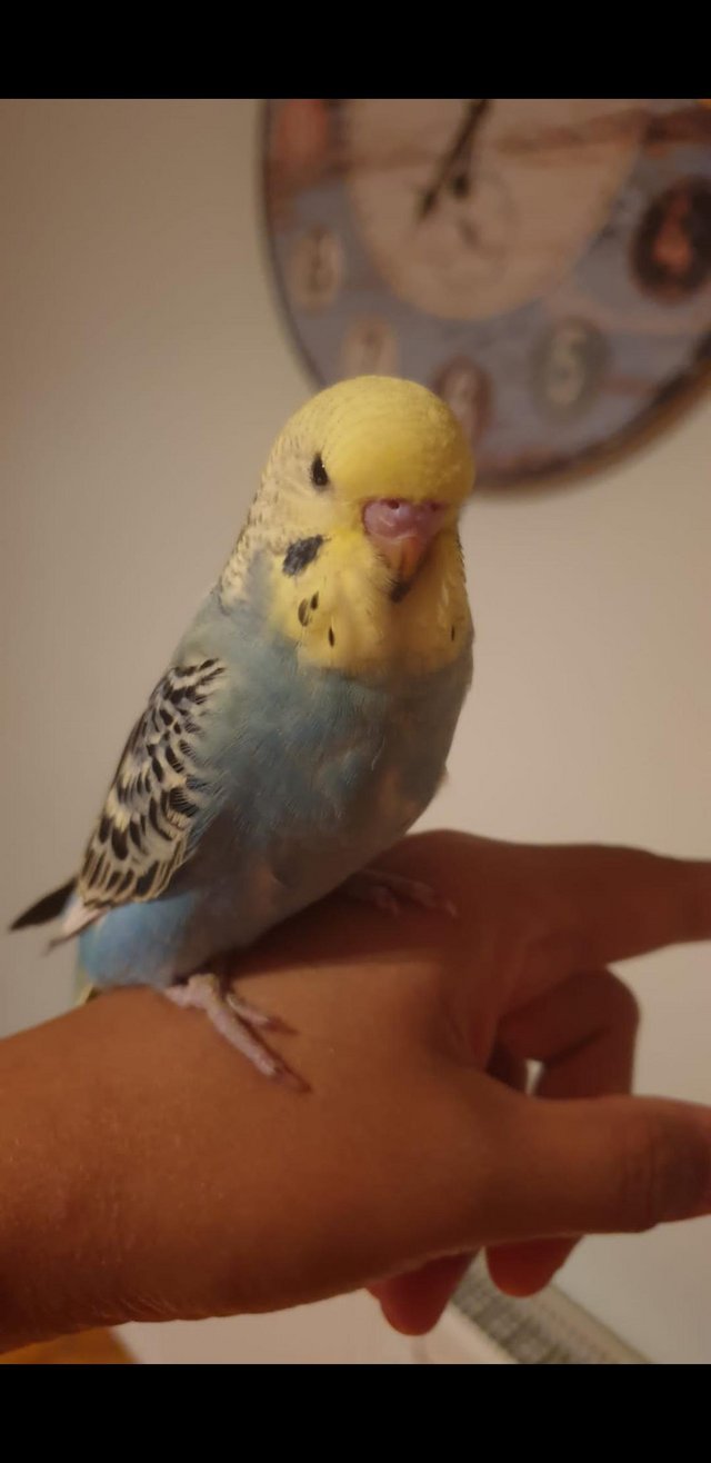 Image 7 of Hand tamed human friendly baby budgies