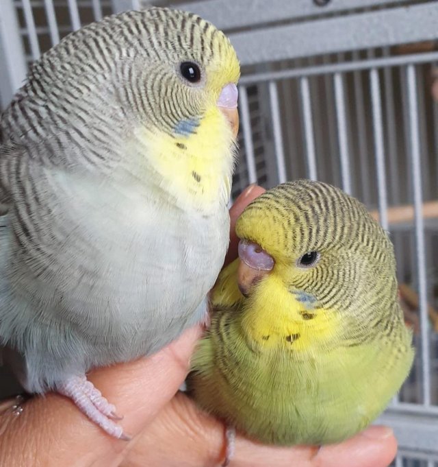 Image 4 of Hand Tamed budgies human friendly
