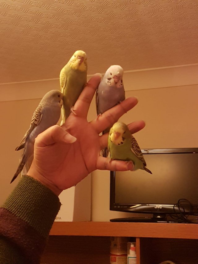 Image 5 of Hand Tamed budgies human friendly