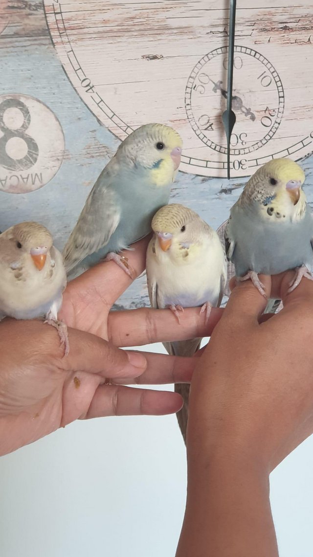 Preview of the first image of Hand tamed baby budgies........