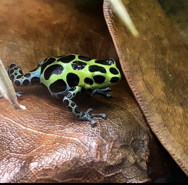 Preview of the first image of Ranitomeya variabilis southern dart frogs.