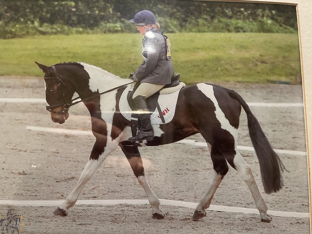 Preview of the first image of Stunning homebred 15.3hh gelding to share.