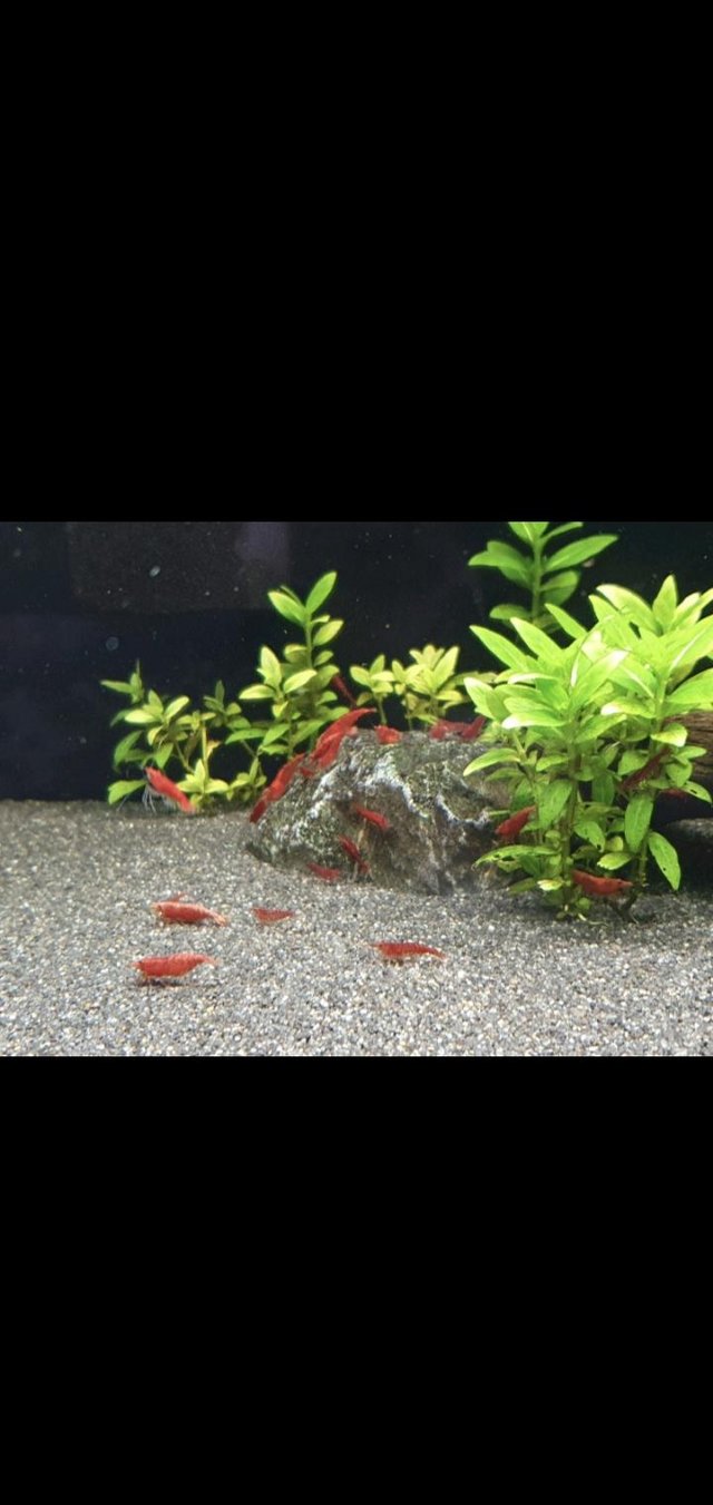 Image 2 of Home bred quality cherry shrimp