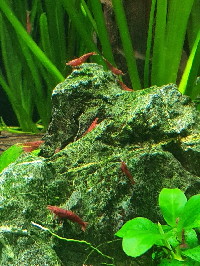 Image 3 of Home bred quality cherry shrimp