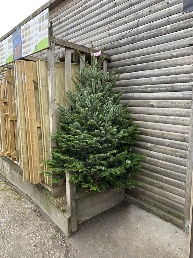 Preview of the first image of Premium Nordmann Fir Christmas Tree’s.
