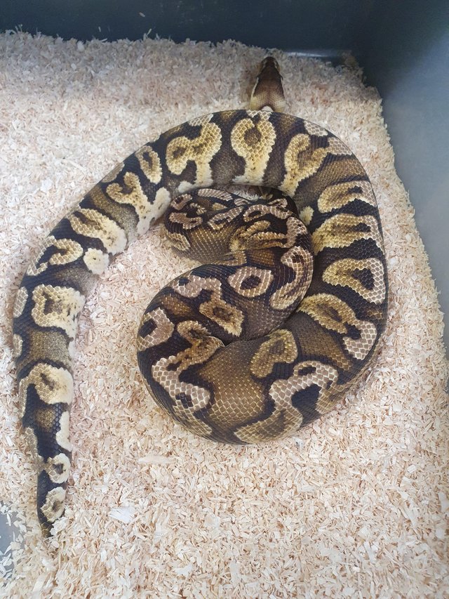 Preview of the first image of Royal python male pastel ghi 100% het ghost 2019.