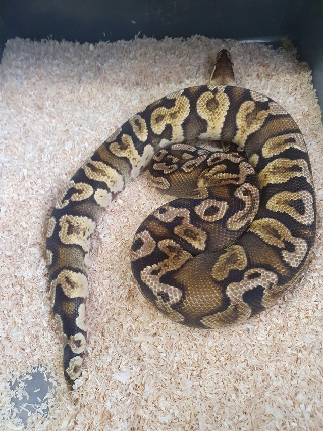 Image 2 of Royal python male pastel ghi 100% het ghost 2019