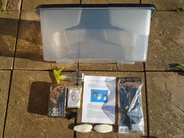Preview of the first image of GIANT AFRICAN LAND SNAIL ADULT KIT..