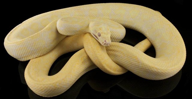 Image 2 of Albino granite carpet python.