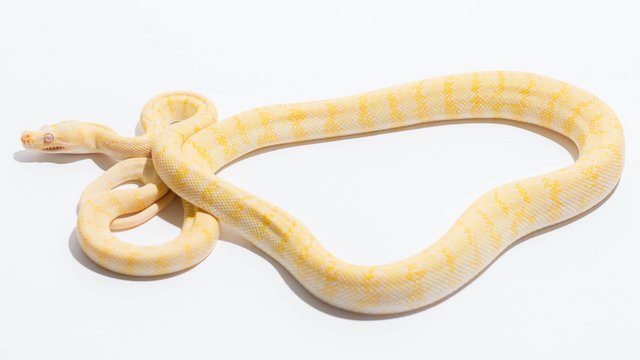 Image 3 of Albino granite carpet python.