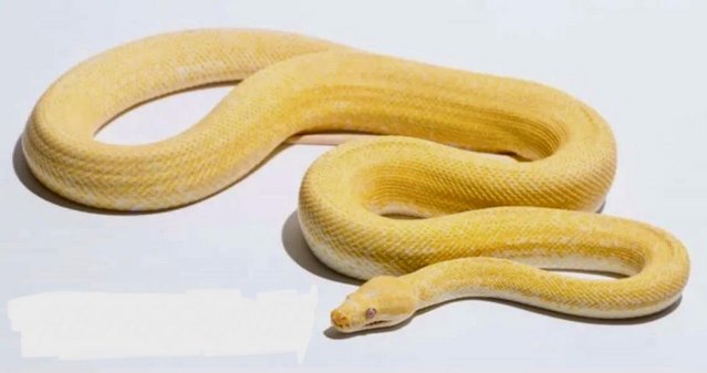 Image 4 of Albino granite carpet python.