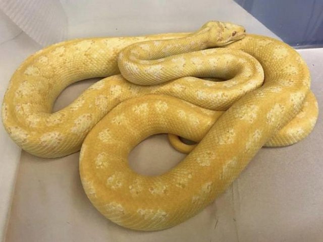 Preview of the first image of Albino granite carpet python..