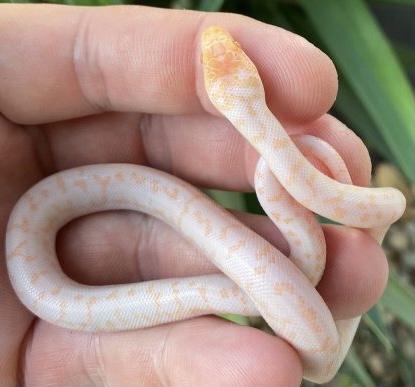 Preview of the first image of Albino spotted python (Antaresia maculosa).