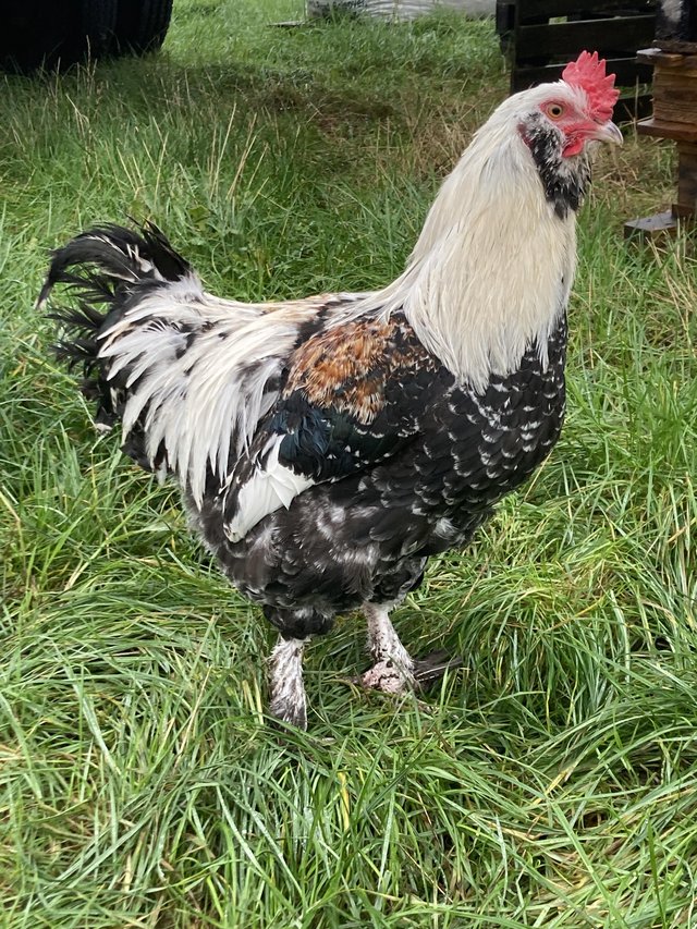 Preview of the first image of Gorgeous rare Salmon Faverolle bantam cockerels 6 months.
