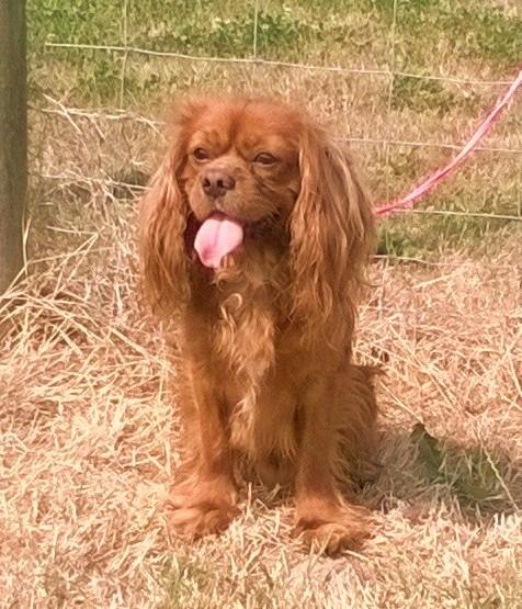 Preview of the first image of Cavalier King Charles at stud Kennel club registered.