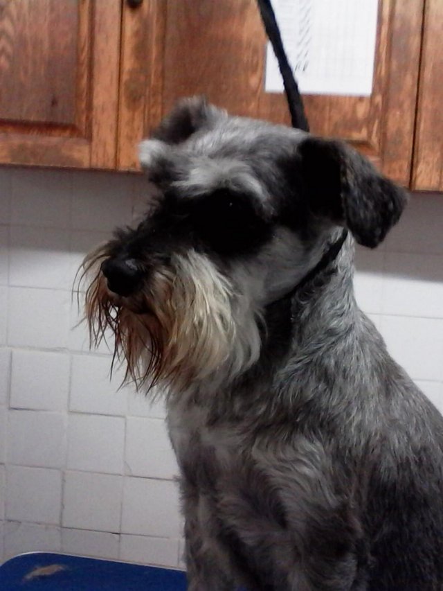 Preview of the first image of Miniature Schnauzer at stud. KC registered.