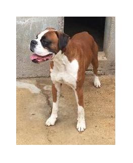Preview of the first image of Boxer at stud. Kennel club registered..