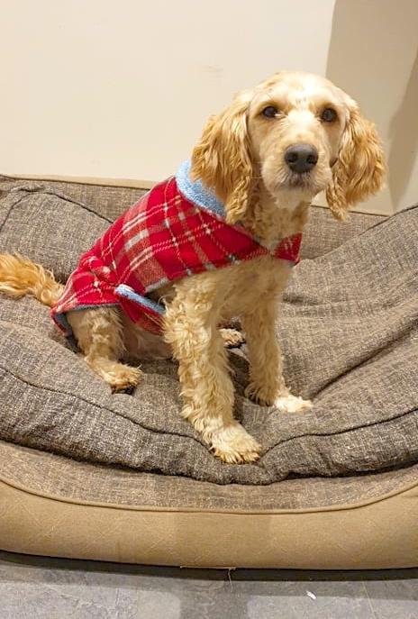 Image 9 of Dog Coats- Millie bespoke dog coats