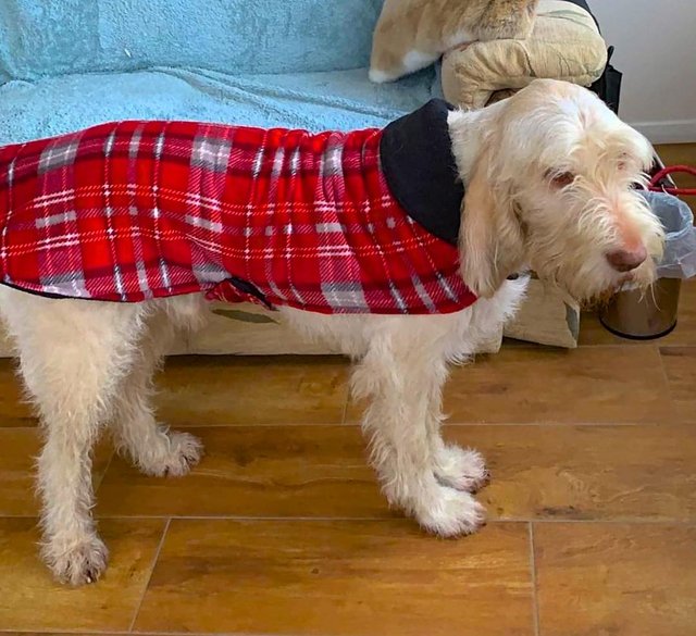Image 10 of Dog Coats- Millie bespoke dog coats