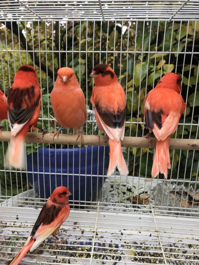 Preview of the first image of Wanted all types of birds finches canary’s parakeets parrots.